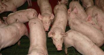 Proyectan niveles históricos para la producción porcina