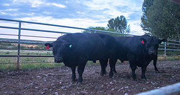Se concretó la primera exportación de bovinos en pie con destino a Chile